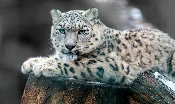 Día del leopardo de las nieves